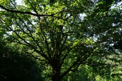 20200528_taben_rundwanderweg1_4000er-14