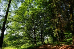 20200528_taben_rundwanderweg1_4000er-30