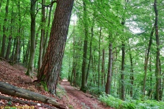 20200613_taben_rundwanderweg2_3000er-22