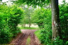 20200613_taben_rundwanderweg2_3000er-28