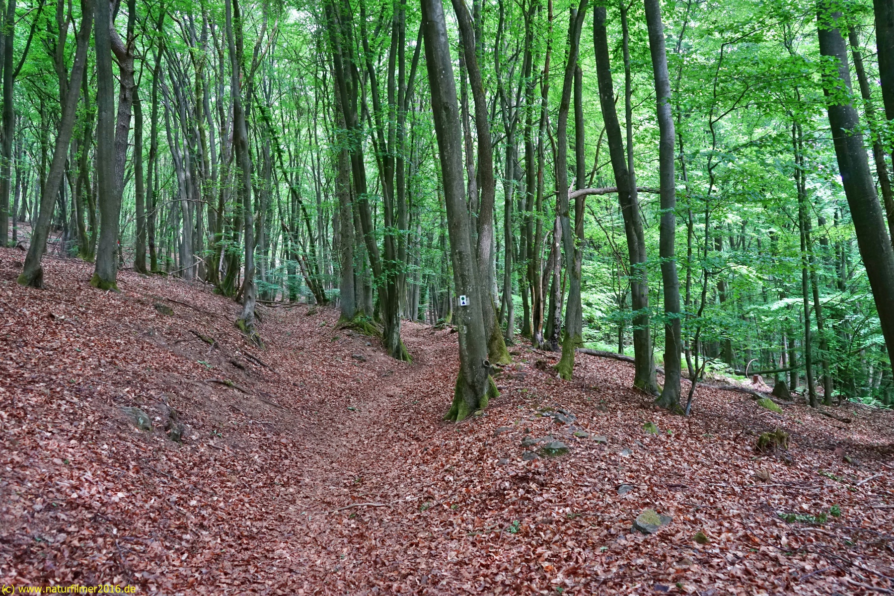 20200522_taben_rundwanderweg3_Color_4000er-10