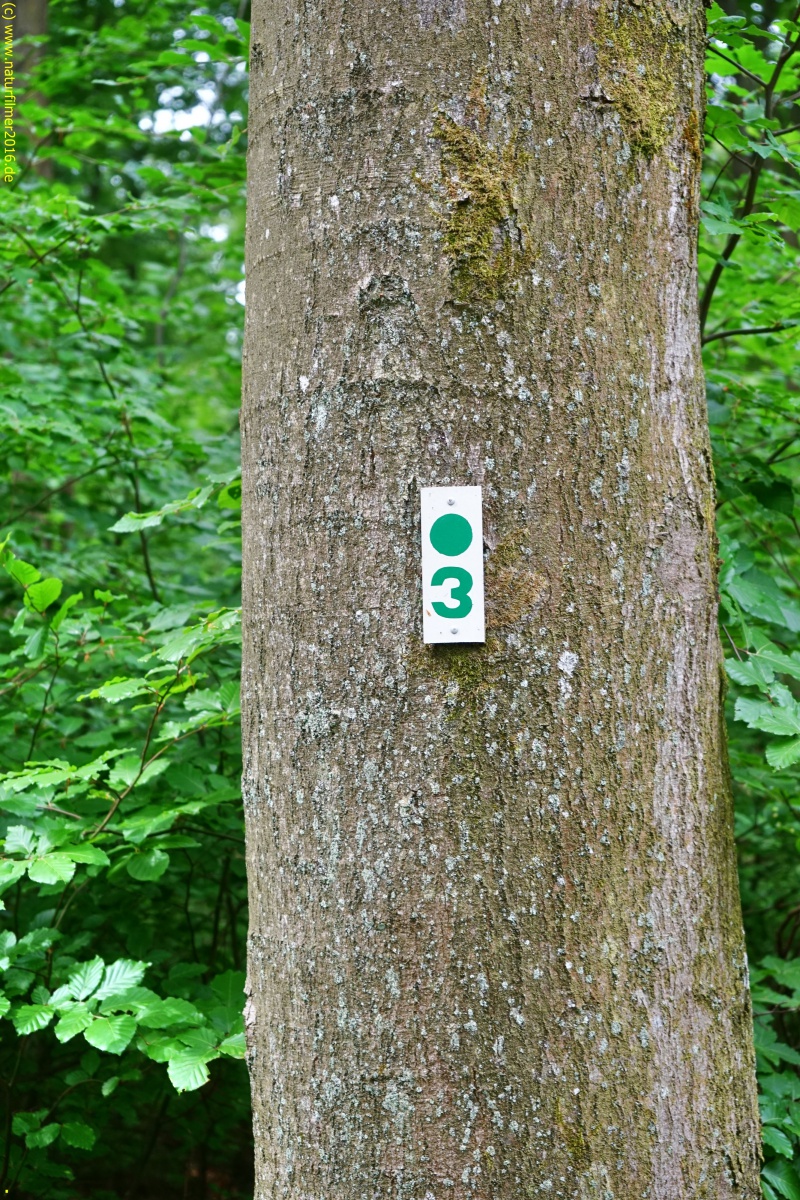 20200522_taben_rundwanderweg3_Color_4000er-20