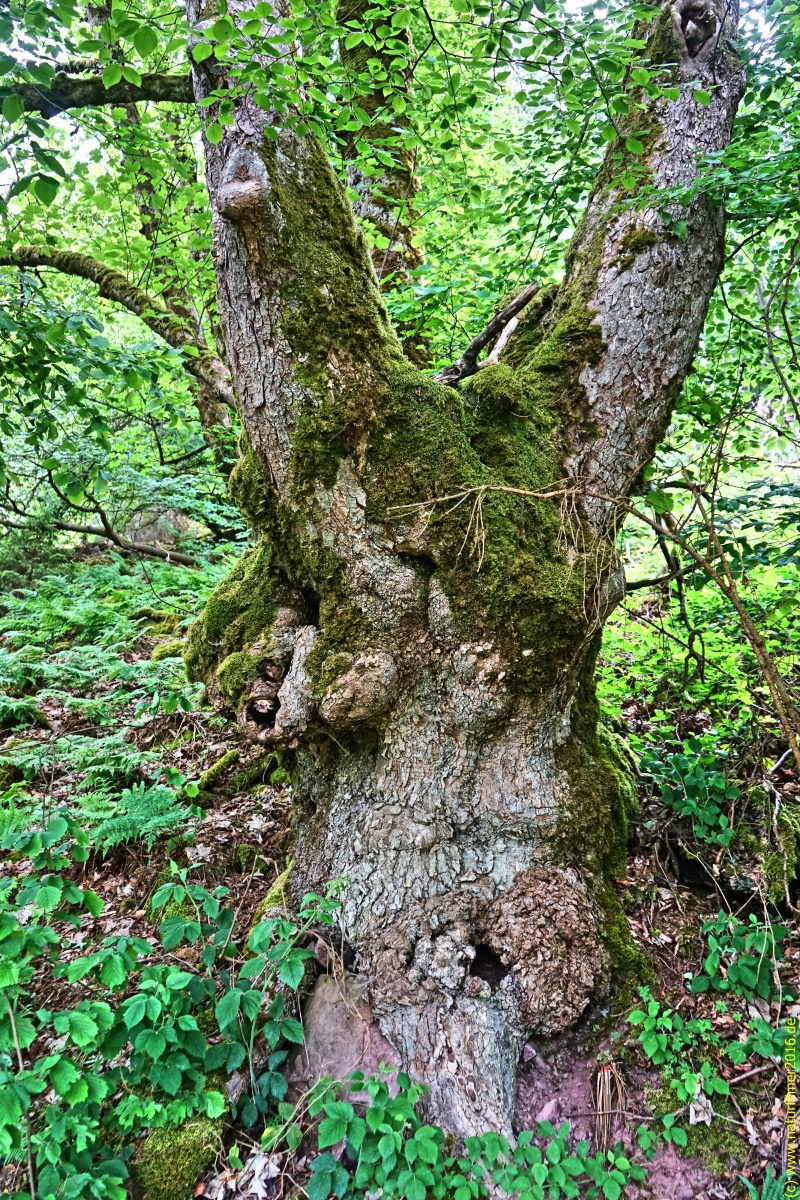 20200522_taben_rundwanderweg3_Color_4000er-34