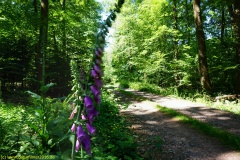 20200524_taben_rundwanderweg4_4000er-17