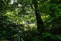20200606_taben_rundwanderweg6_40000er-21
