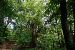 20200606_taben_rundwanderweg6_40000er-29