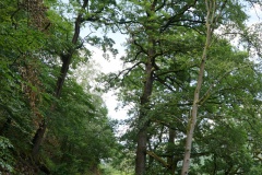 20200606_taben_rundwanderweg6_40000er-32