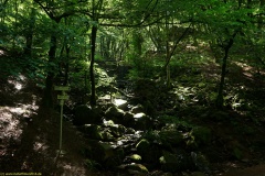 20200606_taben_rundwanderweg6_40000er-47