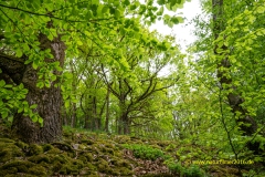 20220501_Baeume_Wald_laubbaeume_04_3000er_Meta