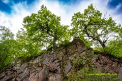 20220501_Baeume_Wald_laubbaeume_12_3000er_Meta