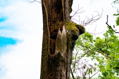 20220501_Baeume_Wald_laubbaeume_22_3000er_Meta