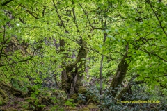 20220501_Baeume_Wald_laubbaeume_23_3000er_Meta