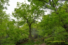 20220501_Baeume_Wald_laubbaeume_27_3000er_Meta