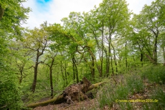 20220501_Baeume_Wald_laubbaeume_30_3000er_Meta