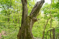 20220501_Baeume_Wald_laubbaeume_32_3000er_Meta