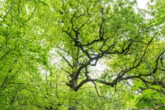 20220501_Wald_laubbaeume_25_3000er_Meta