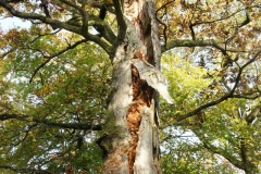 20200607_taben_felsenpfad_4000er-19