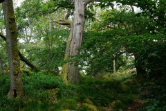 20200607_taben_felsenpfad_4000er-62