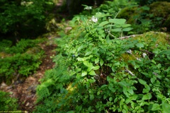 20200607_taben_felsenpfad_4000er-65