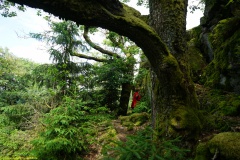 20200607_taben_felsenpfad_4000er-66