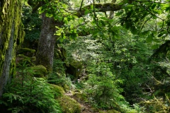 20200607_taben_felsenpfad_4000er-67