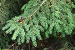 20200607_taben_felsenpfad_4000er-68