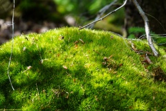 20200607_taben_felsenpfad_4000er-69