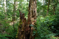20200607_taben_felsenpfad_4000er-74